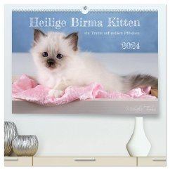 Heilige Birma Kitten - ein Traum auf weißen Pfötchen (hochwertiger Premium Wandkalender 2024 DIN A2 quer), Kunstdruck in Hochglanz - Thoms, Michaela