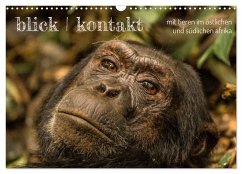 blick kontakt mit tieren im östlichen und südlichen afrika (Wandkalender 2024 DIN A3 quer), CALVENDO Monatskalender - rsiemer