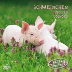Piggies/Schweinchen 2024