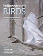 Yellowstone's Birds (eBook, PDF) - Bild 1