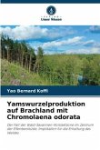 Yamswurzelproduktion auf Brachland mit Chromolaena odorata