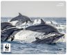 SPEEDLINK TERRA WWF Mousepad Delfine - Bild 1