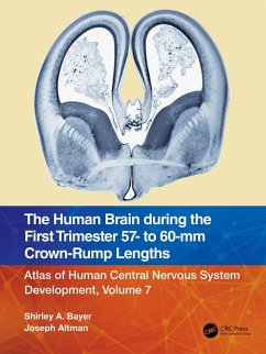 Cover The Human Brain during the First Trimester 57- to 60-mm Crown-Rump Lengths (eBook, PDF)