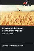 Mostro dei cereali - Sitophilus oryzae
