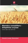 Monstro cerealífero - Sitophilus oryzae