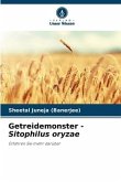 Getreidemonster - Sitophilus oryzae
