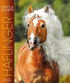 Haflinger 2024 Haflinger 2024