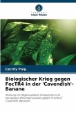 Biologischer Krieg gegen FocTR4 in der 'Cavendish'-Banane