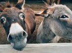 Lessons from the Farm (eBook, ePUB)
