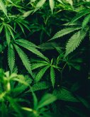Cannabis Cultivation in the UK (eBook, ePUB) Cannabis Cultivation in the UK (eBook, ePUB)