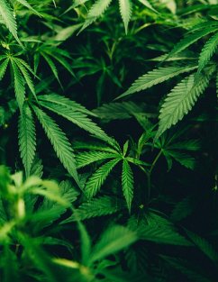 Cover Cannabis Cultivation in the UK (eBook, ePUB)