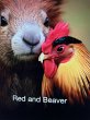 Red and Beaver (eBook, ePUB) - Bild 1