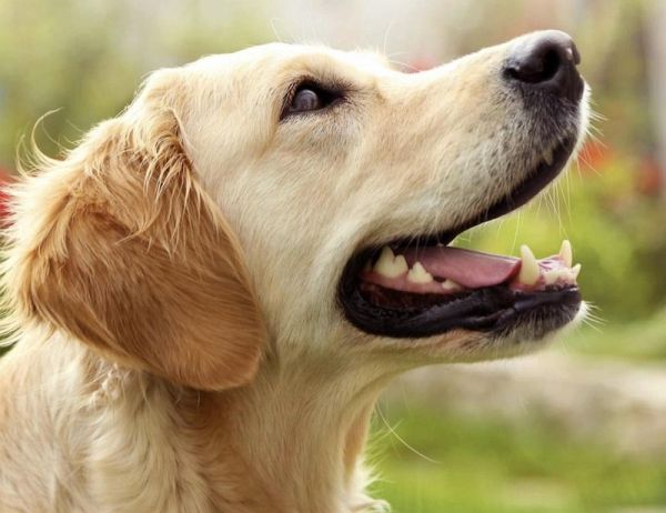 How to treat a traumatised dog: Facts about dogs (eBook, ePUB) How to treat a traumatised dog: Facts about dogs (eBook, ePUB)