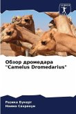 Obzor dromedara "Camelus Dromedarius"