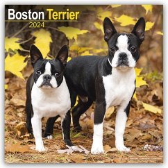 Cover Boston Terrier 2024 - 16-Monatskalender