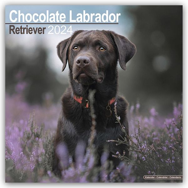 Chocolate Labrador Retriever - Brauner Labrador 2024 - 16-Monatskalender  von Avonsisde Publishing Ltd - Kalender portofrei bestellen