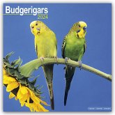 Budgerigars - Wellensittiche 2024 - 16-Monatskalender