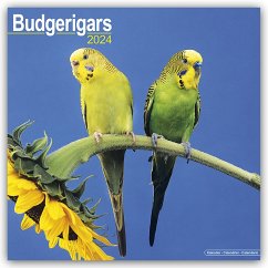 Cover Budgerigars - Wellensittiche 2024 - 16-Monatskalender