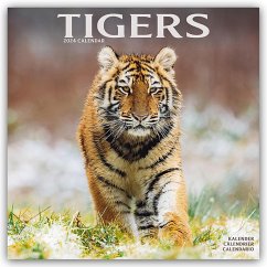 Tigers - Tiger 2024 - 16-Monatskalender - Avonside Publishing Ltd