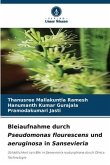 Bleiaufnahme durch Pseudomonas flourescens und aeruginosa in Sansevieria