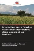 Interaction entre l'auxine et les brassinostéroïdes dans le maïs et les haricots