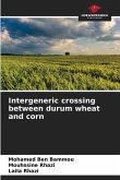 Intergeneric crossing between durum wheat and corn