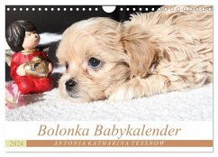 Bolonka Babykalender 2024 (Wandkalender 2024 DIN A4 quer), CALVENDO Monatskalender