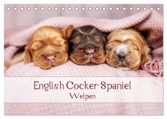 English Cocker Spaniel Welpen (Tischkalender 2024 DIN A5 quer), CALVENDO Monatskalender