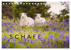 Schafe - Weich und wollig (Tischkalender 2024 DIN A5 quer), CALVENDO Monatskalender - Jackson, Lain