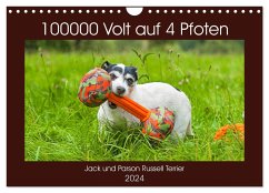 100000 Volt auf vier Pfoten - Jack und Parson Russell Terrier (Wandkalender 2024 DIN A4 quer), CALVENDO Monatskalender