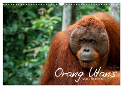 Orang Utans von Borneo Tierkalender 2024 (Wandkalender 2024 DIN A3 quer), CALVENDO Monatskalender