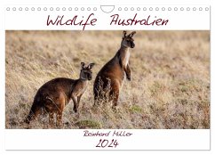 Wildlife Australien (Wandkalender 2024 DIN A4 quer), CALVENDO Monatskalender