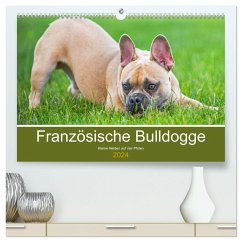 Französische Bulldogge - Kleine Helden auf vier Pfoten (hochwertiger Premium Wandkalender 2024 DIN A2 quer), Kunstdruck in Hochglanz
