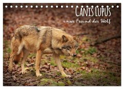 Canis Lupus - unser Freund der Wolf (Tischkalender 2024 DIN A5 quer), CALVENDO Monatskalender - Hollstein, Alexandra