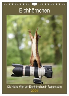 Die kleine Welt der Eichhörnchen in Regensburg (Wandkalender 2024 DIN A4 hoch), CALVENDO Monatskalender