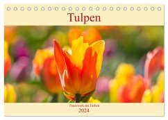Tulpen - Feuerwerk der Farben (Tischkalender 2024 DIN A5 quer), CALVENDO Monatskalender