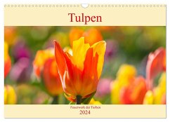 Tulpen - Feuerwerk der Farben (Wandkalender 2024 DIN A3 quer), CALVENDO Monatskalender - Scheurer, Monika