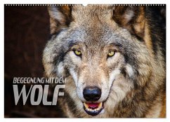 Begegnung mit dem Wolf (Wandkalender 2024 DIN A2 quer), CALVENDO Monatskalender - Bleicher, Renate