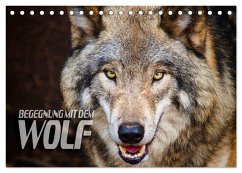 Begegnung mit dem Wolf (Tischkalender 2024 DIN A5 quer), CALVENDO Monatskalender - Bleicher, Renate