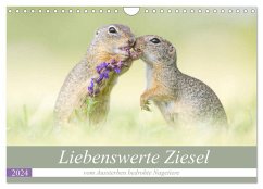 Liebenswerte Ziesel - vom Aussterben bedrohte Nagetiere (Wandkalender 2024 DIN A4 quer), CALVENDO Monatskalender