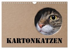 Karton Katzen (Wandkalender 2024 DIN A4 quer), CALVENDO Monatskalender - Nilson, Thorsten