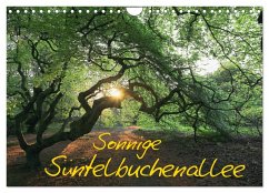 Sonnige Süntelbuchenallee (Wandkalender 2024 DIN A4 quer), CALVENDO Monatskalender