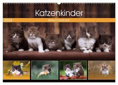 Katzenkinder - Britisch Kurzhaar (Wandkalender 2024 DIN A2 quer), CALVENDO Monatskalender