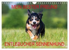 Mein bester Freund - Entlebucher Sennenhund (Wandkalender 2024 DIN A4 quer), CALVENDO Monatskalender