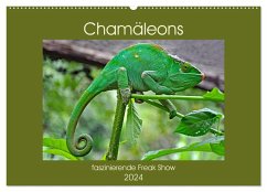 Chamäleons - faszinierende Freak Show (Wandkalender 2024 DIN A2 quer), CALVENDO Monatskalender