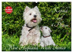 Kobold auf 4 Pfoten - West Highland White Terrier (Wandkalender 2024 DIN A2 quer), CALVENDO Monatskalender - Starick, Sigrid