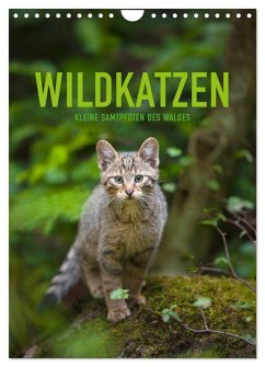 Wildkatzen - Kleine Samtpfoten des Waldes (Wandkalender 2024 DIN A4 hoch), CALVENDO Monatskalender - Krutz, Christina