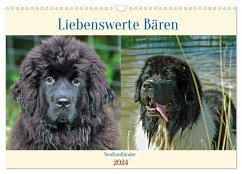 Neufundländer - Liebenswerte Bären (Wandkalender 2024 DIN A3 quer), CALVENDO Monatskalender