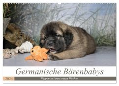 Germanische Bärenbabys (Wandkalender 2024 DIN A2 quer), CALVENDO Monatskalender
