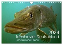 Tauchrevier Deutschland (Wandkalender 2024 DIN A4 quer), CALVENDO Monatskalender - Merkel - Tauchrevier Deutschland, Mario